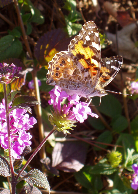 Painted Lady Butterfly underwing
