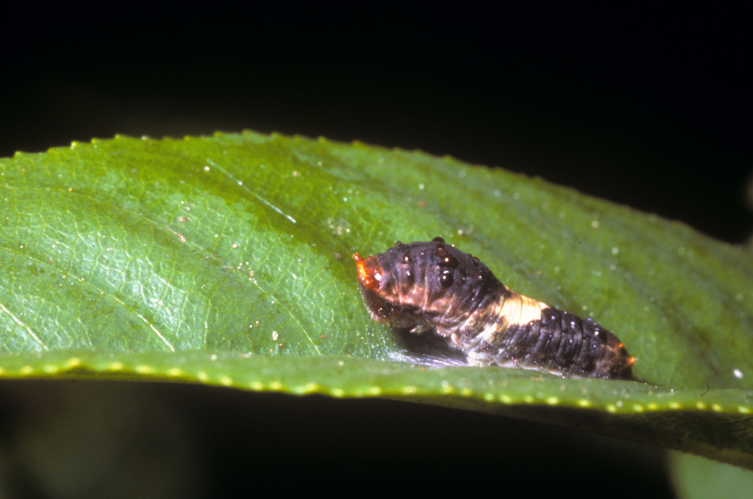 The early instar larva of the Pale Swallowtail mimics a bird dropping. Photo by Bob Stewart.