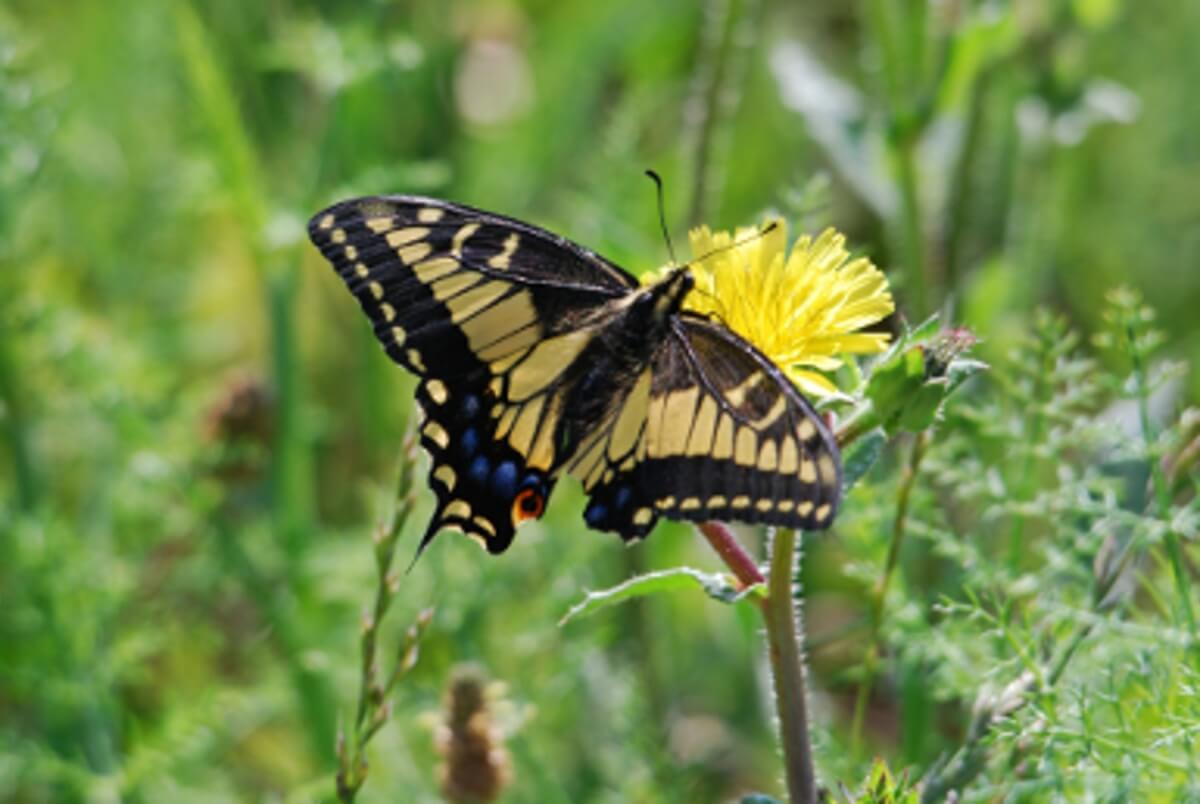 This Anise Swallowtail has suffered a lot of damage to its wings, but it can still fly.