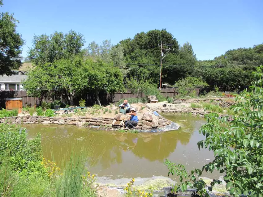 Home Ground Habitats - 17 Pond emergent plants May 1 2022