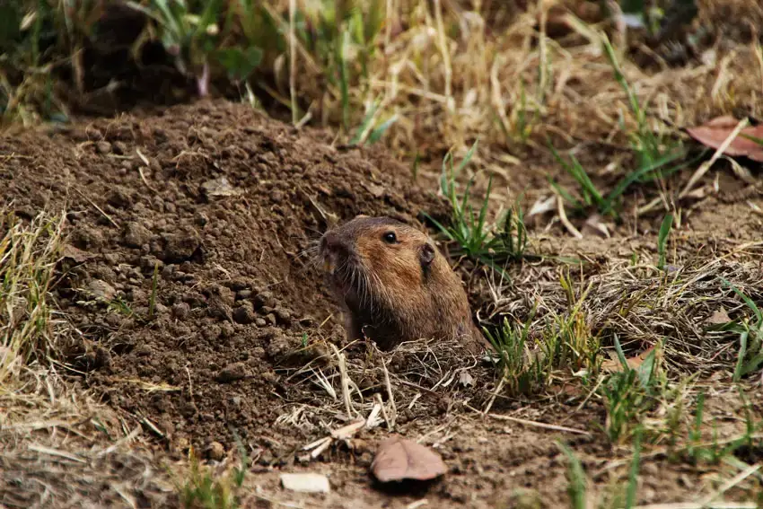 Home Ground Habitats - Gopher