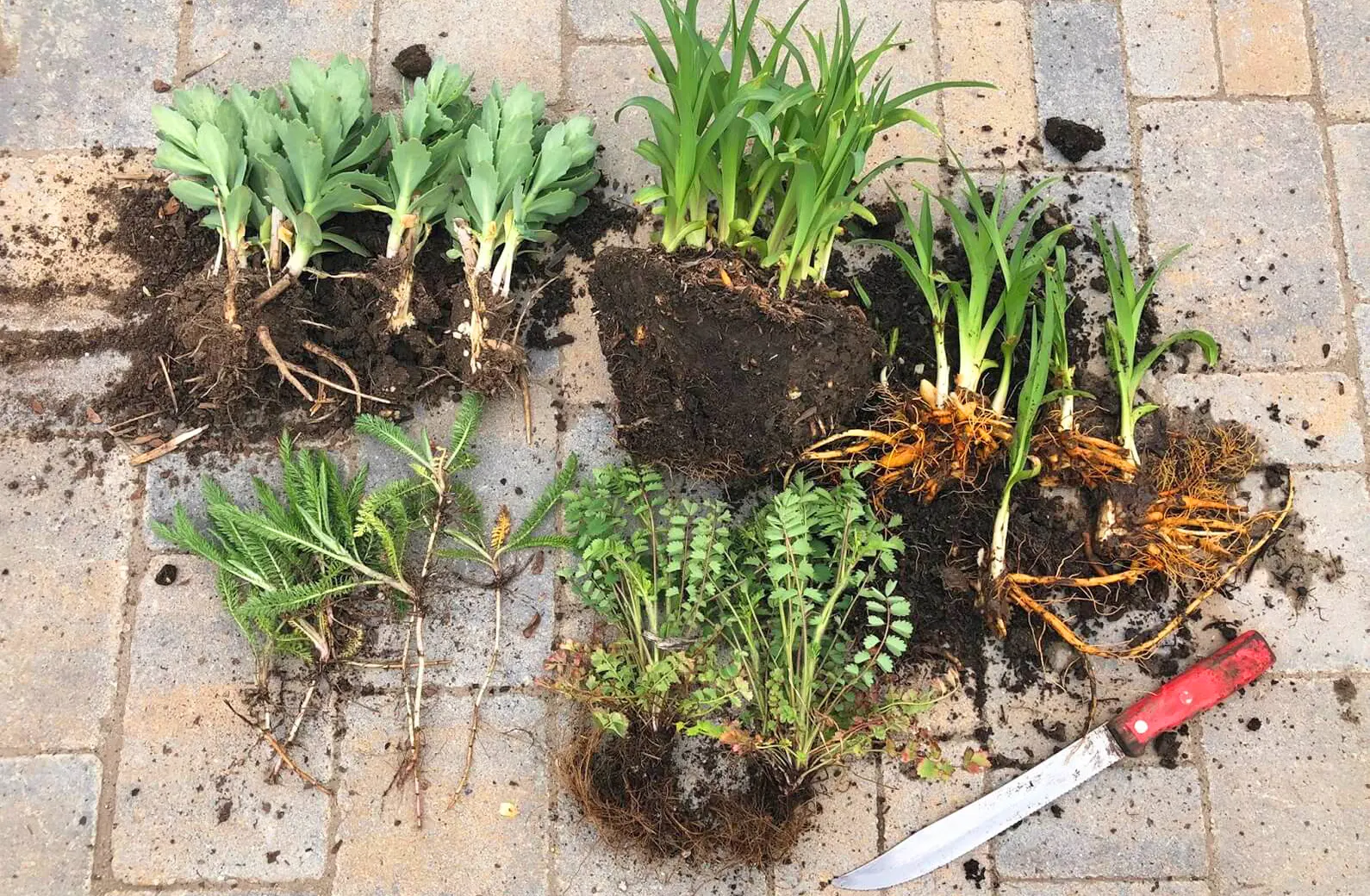 divided perennials on the brick flore