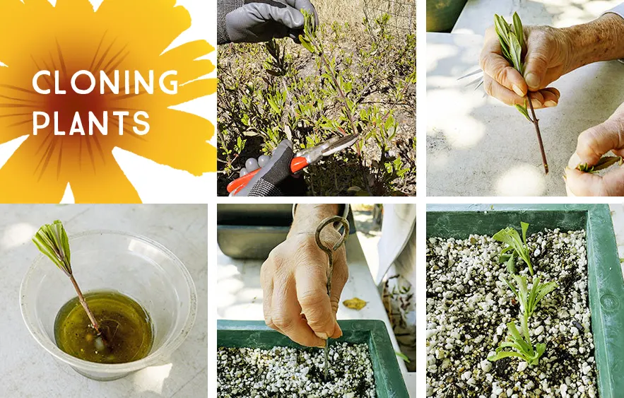 Growing Plants from Cuttings