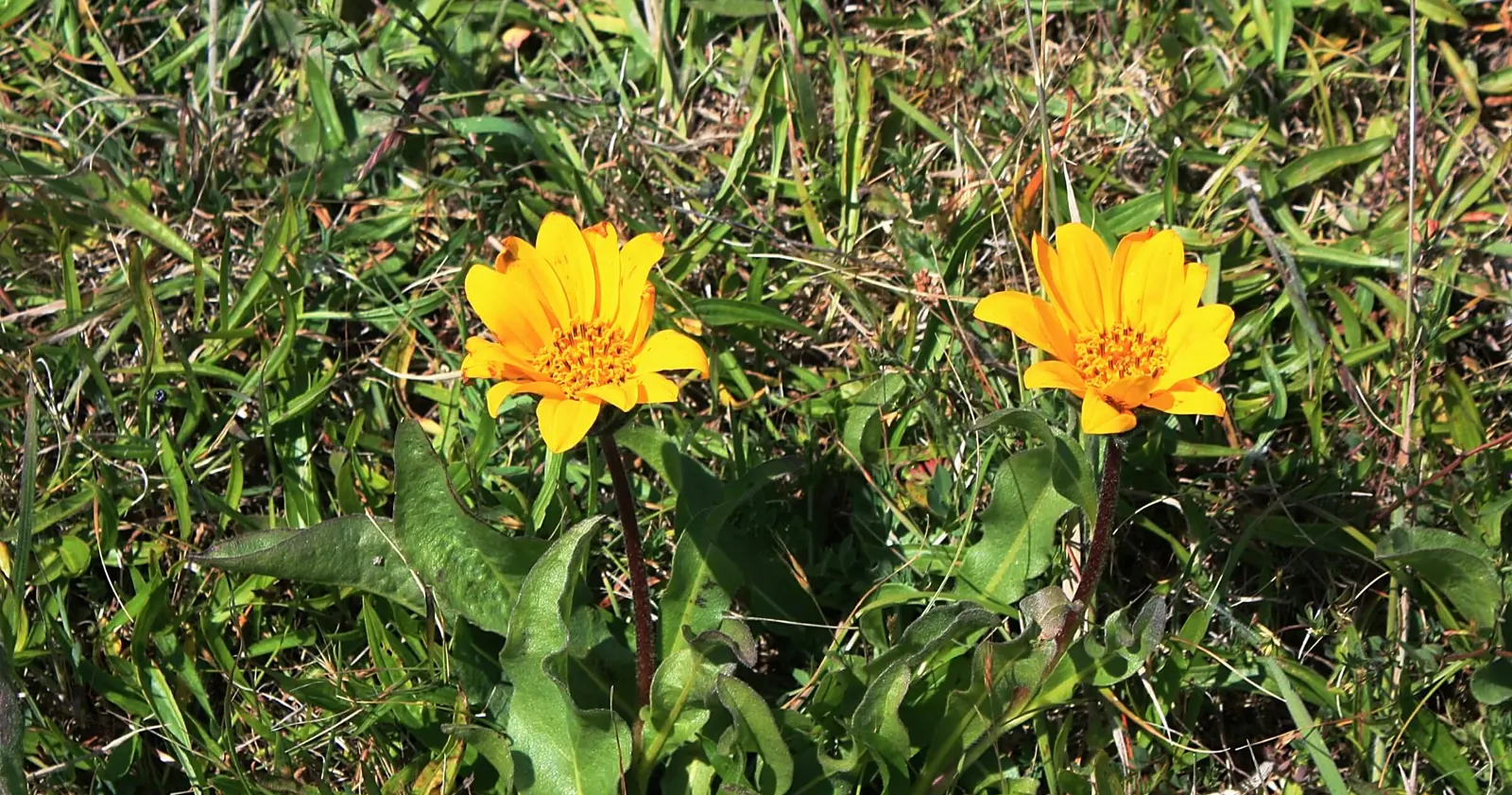Mule's Ears (Wyethia species)