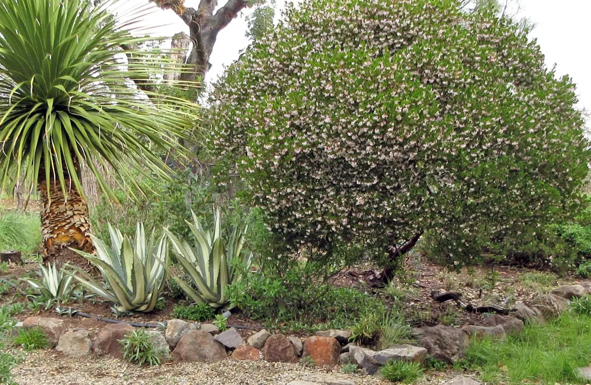 Home-Ground-Habitats-manzanitas-in-a-mixed-border