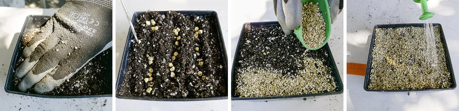 four photos of sowing seeds
