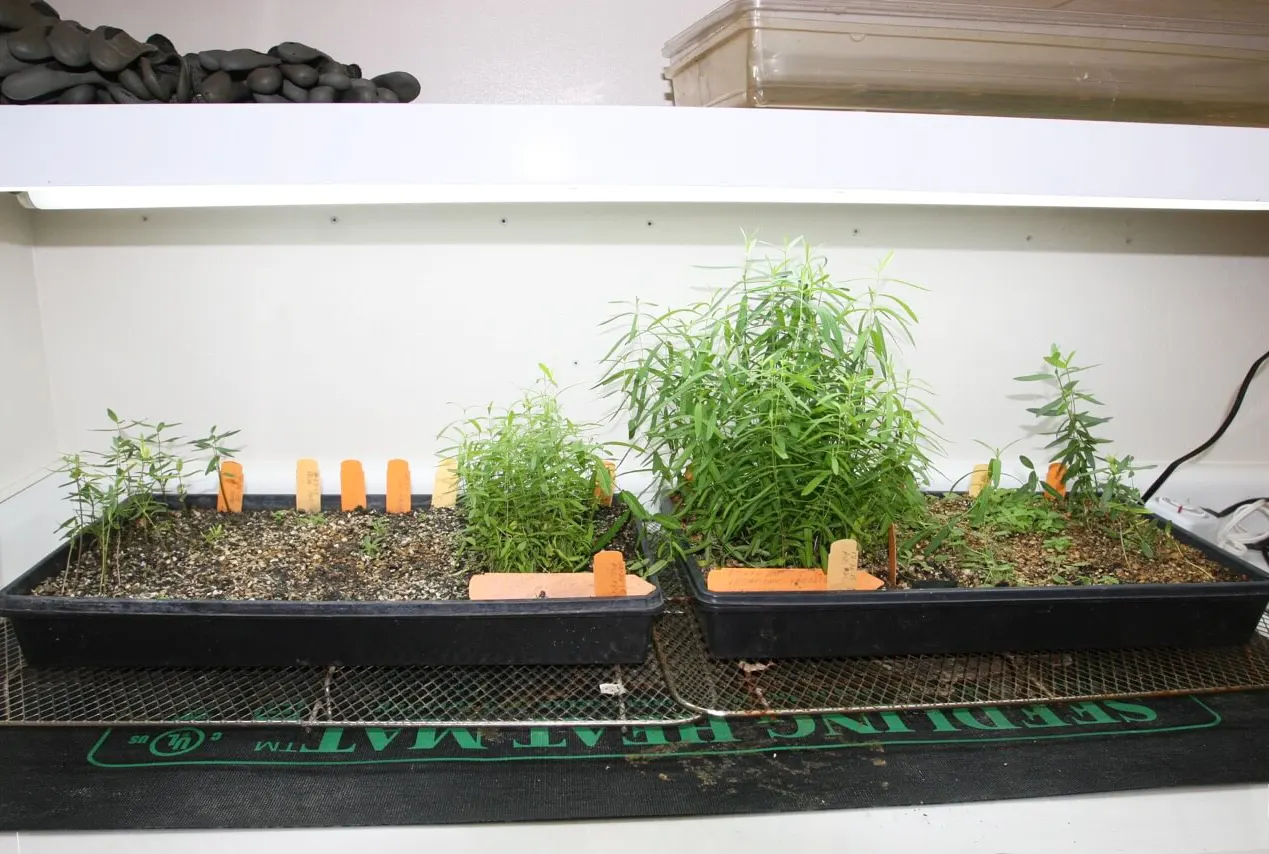 grow-light setup with a heat mat