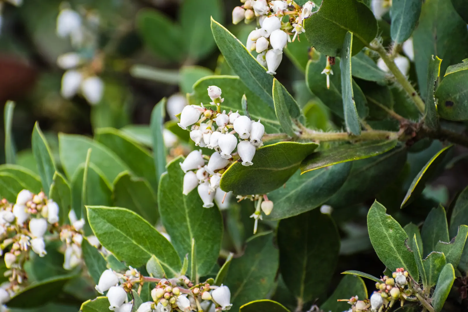 white-manzanita-flowers-and-foliage