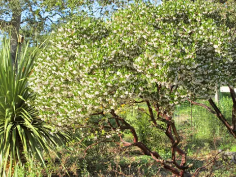 Manzanitas in Habitat Garden