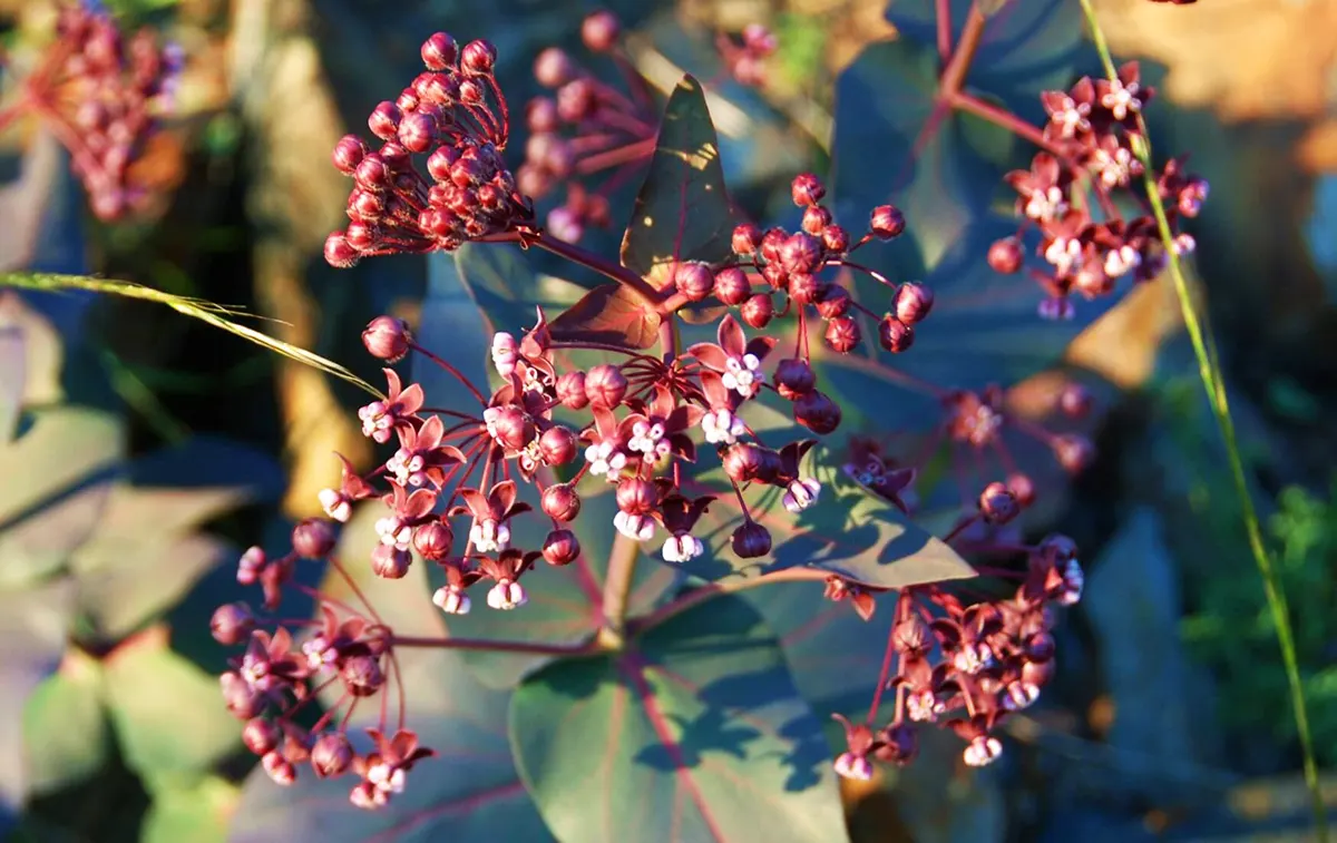 Heart-leaf milkweed