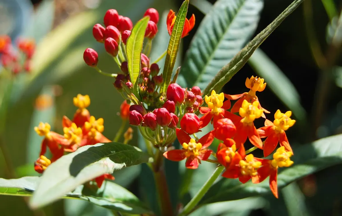 Tropical milkweed