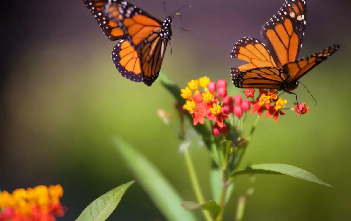 Monarchs on tropical milkweed