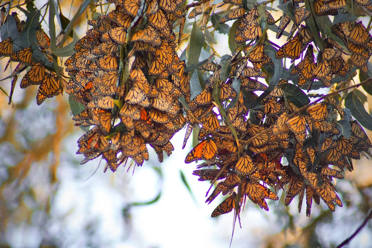 hgh-pollinators-a-group-of-monarch-butterfles