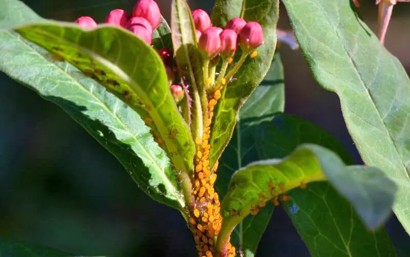 Orange aphids