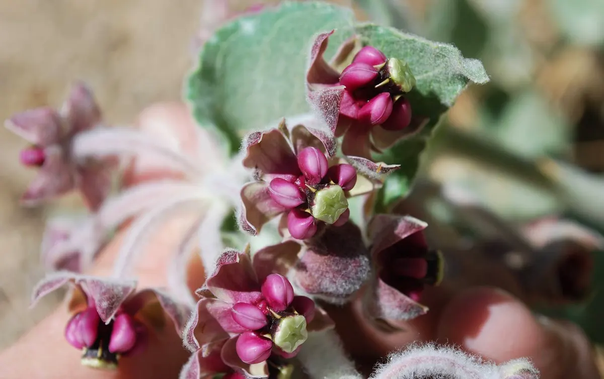 California milkweed