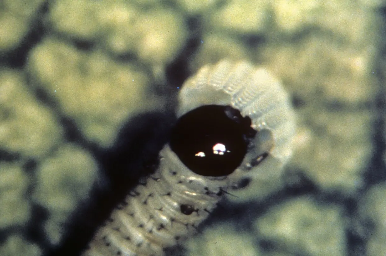 hgh-pollinators-emerged-larva