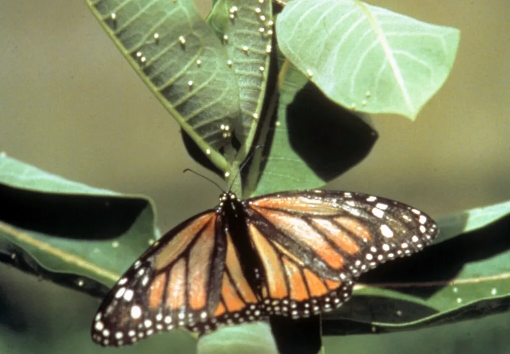 hgh-pollinators-monarch-depositing-egg