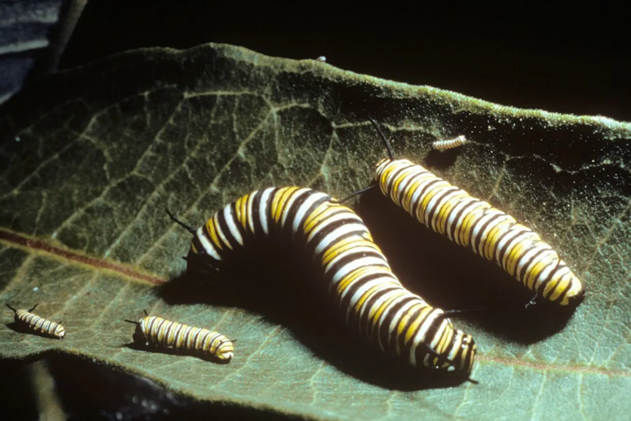 hgh-pollinators-five-instars