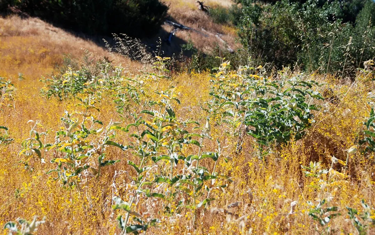 Indian milkweed