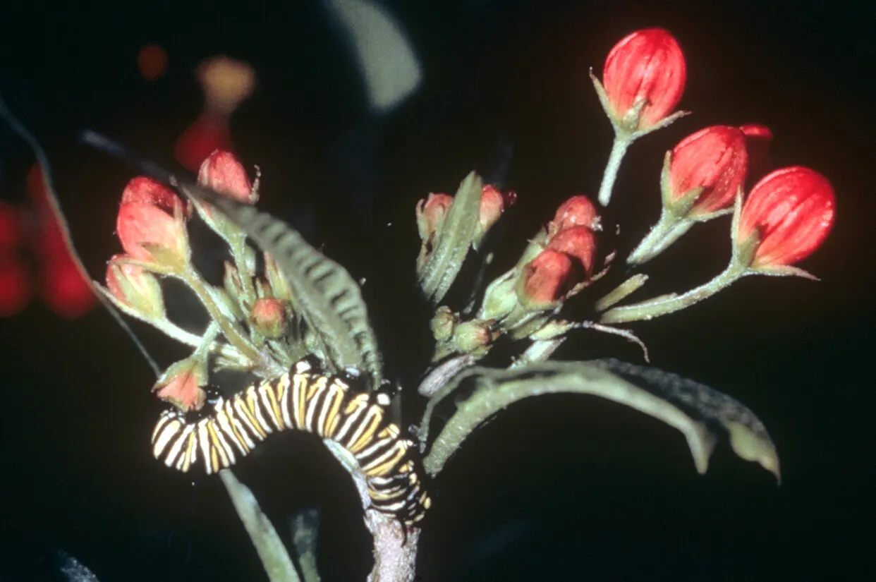 hgh-pollinators-larva-on-milkweed