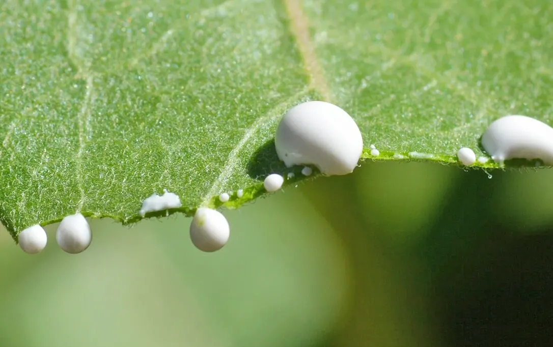 milkweeds have a white latex sap