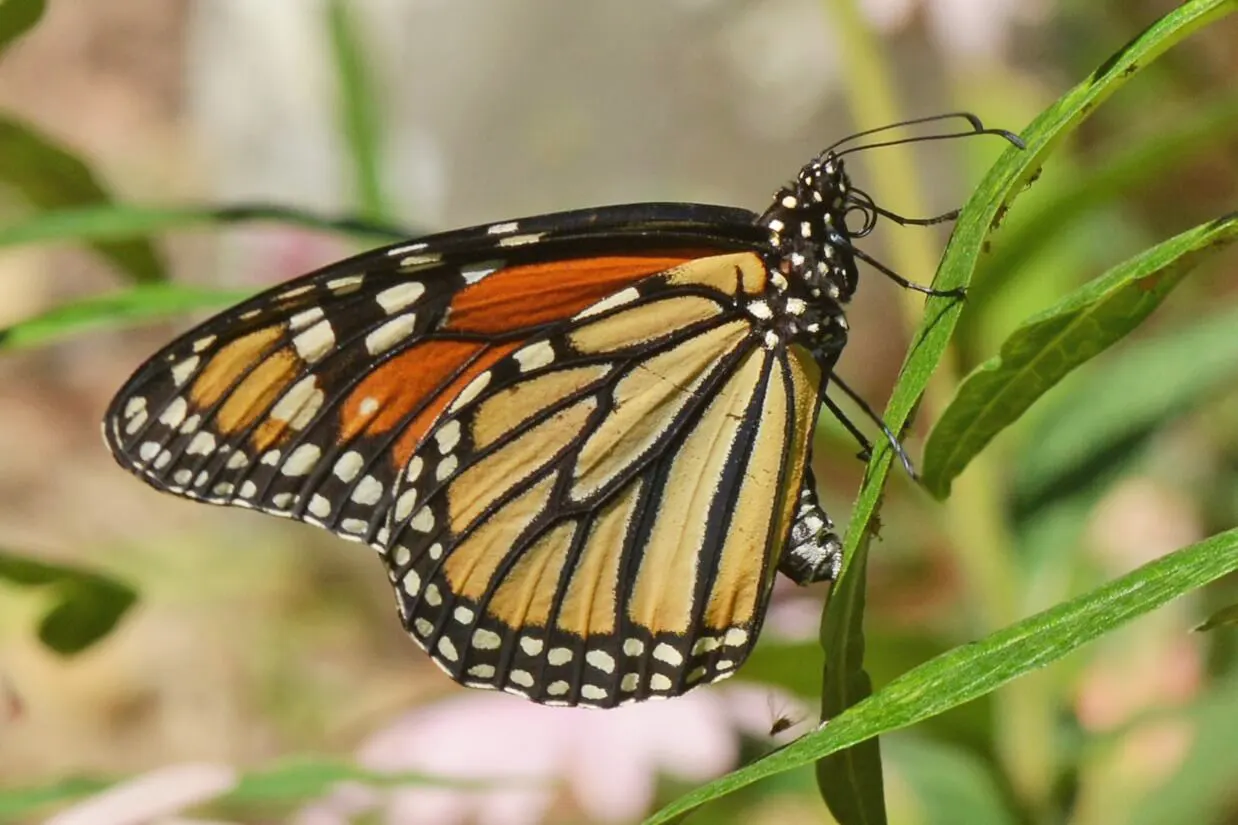 hgh-pollinators-monarch-depositing-egg