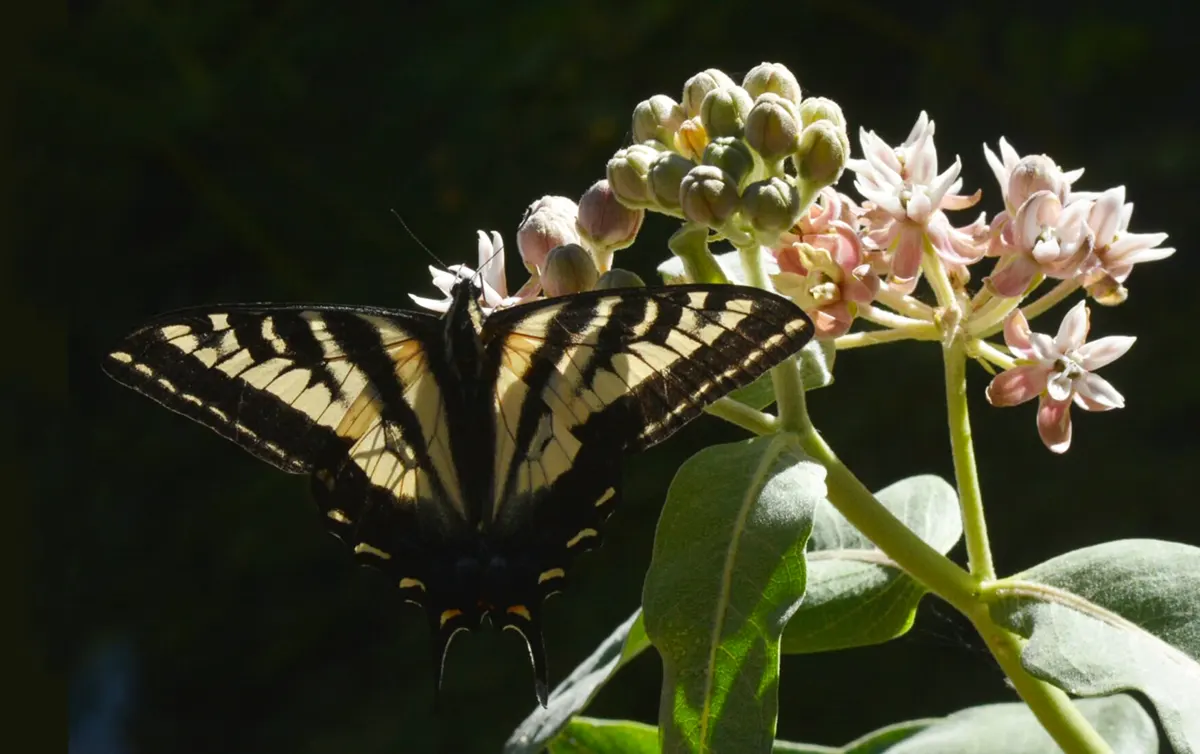 Pale swallowtail on showy milkweed