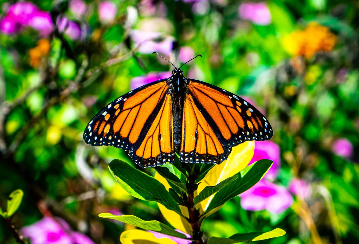 hgh-pollinators-vibrant-monarch-butterfly-resting