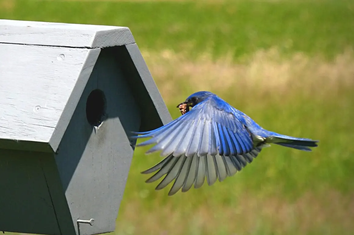 blue-bird-feeding-flying-to-nest