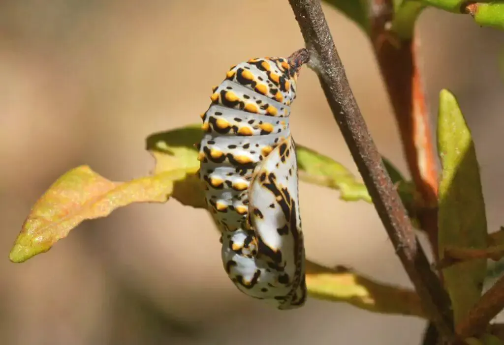 butterfly emerge from the chrysalis