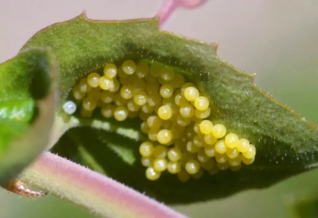 Butterflies eposit their eggs