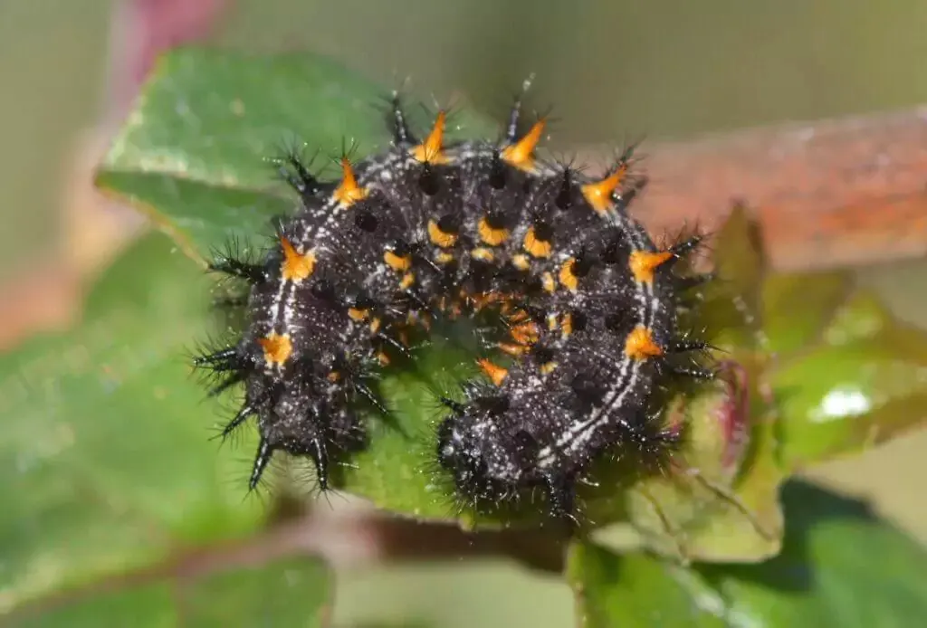 Caterpillars consume plant