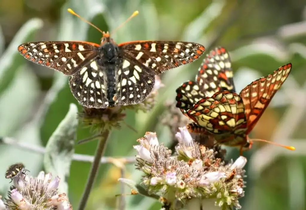 butterflies eat nectar