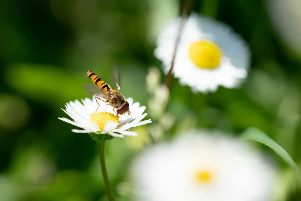 insect-taking-off-from-a-daisy-flower