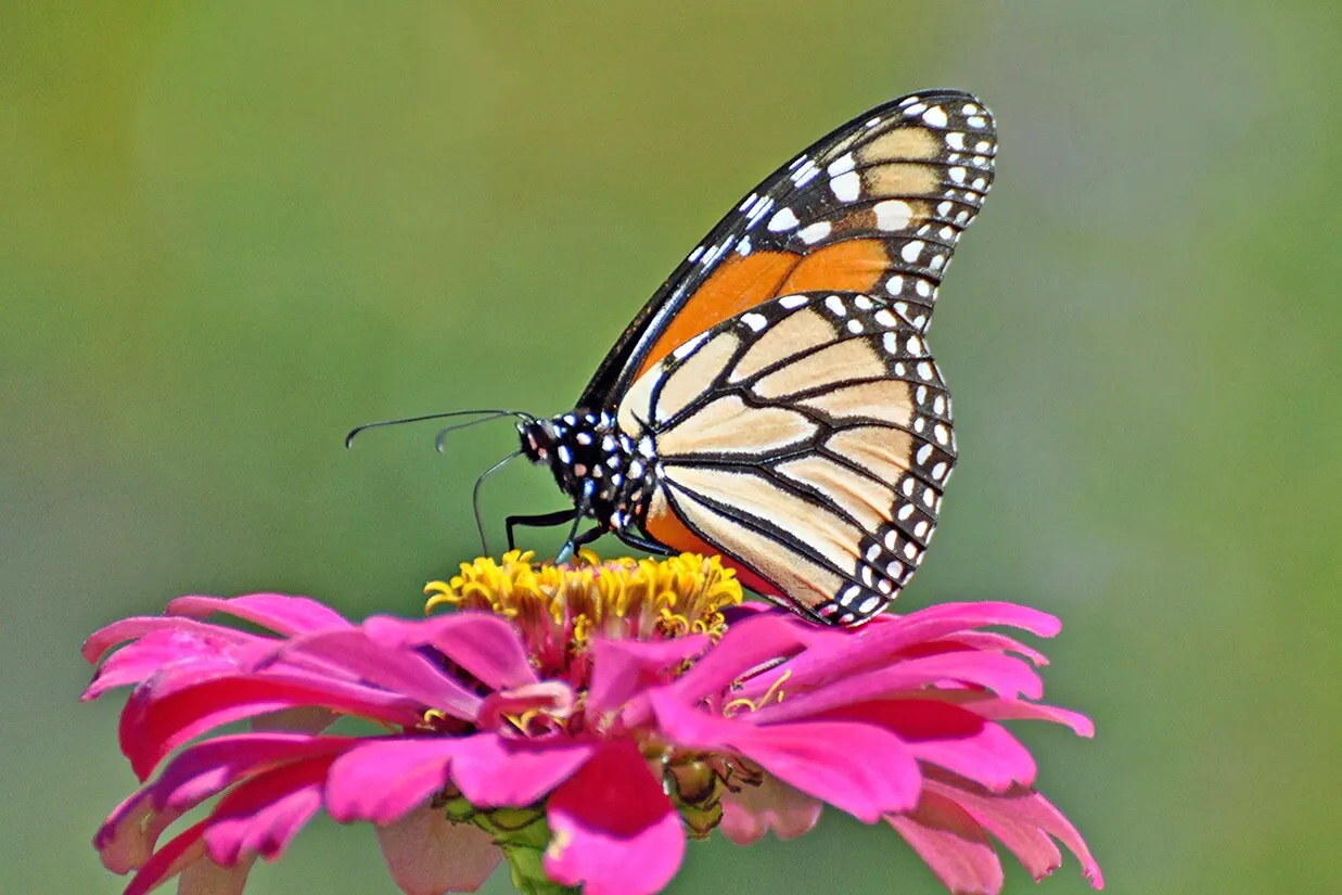 home-ground-habitats-monarch-nectaring-at-a-zinnia-flower