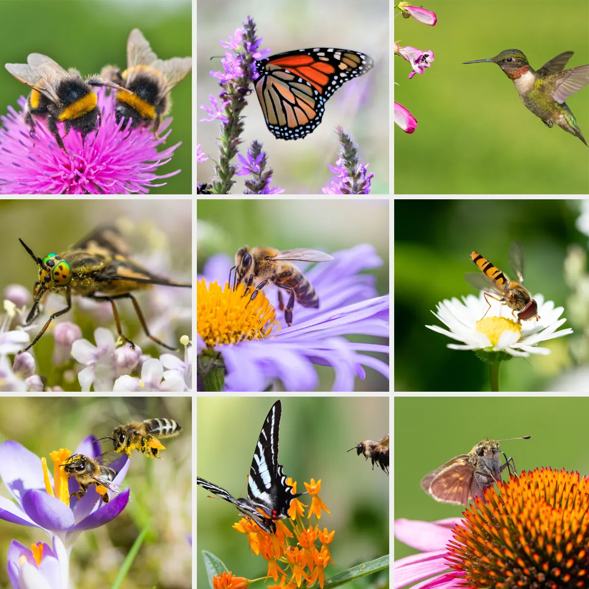 home-ground-habitats-nine-pollinators-collage