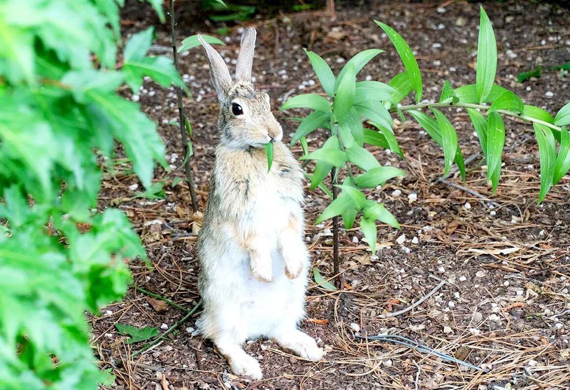 bunny-in-garden