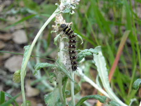 late instar American Lady larva feeding on Cudweed