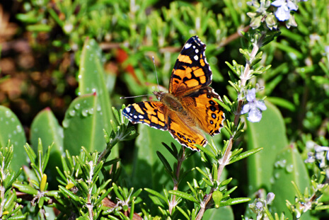 West Coast Lady Butterfly on Rosemary