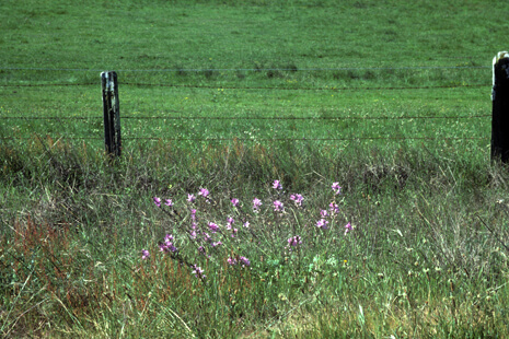 ​Sidalcea malviflora growing in a grassland
