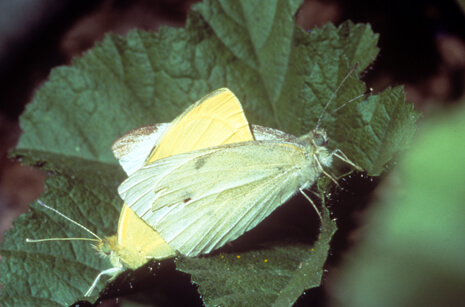 mating pair of Cabbage Whites - the male is the yellower individual