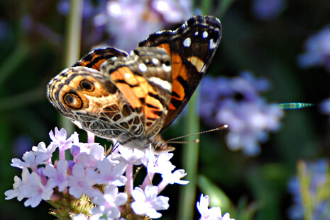 female American Lady on Verbena rigida 
