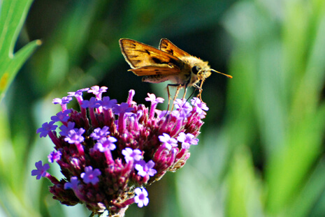 Skipper on Verbena bonariensis