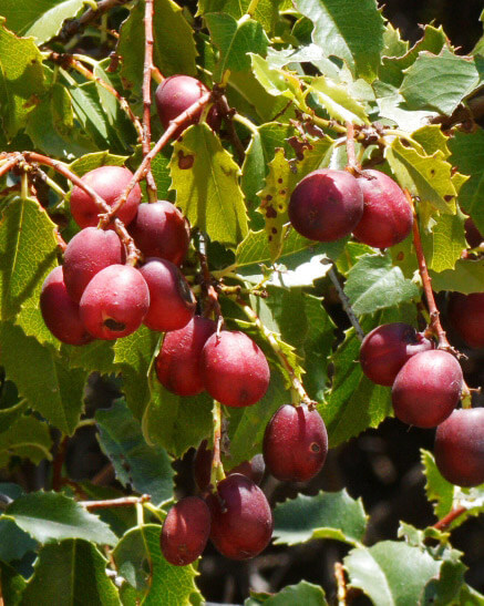 Catalina Cherry Fruit