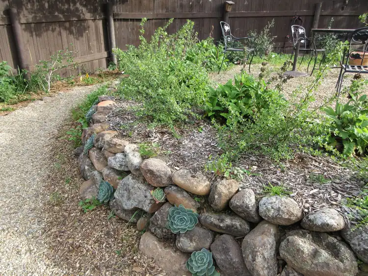 Home Ground Habitats - C3 - Succulents in a Dry Stacked Wall