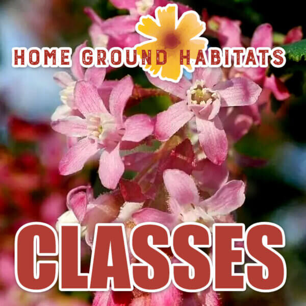 Home Ground Habitats workshop