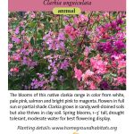 Clarkia unguiculata; Mountain Garland