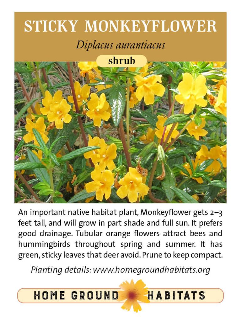 Home Ground Habitats - Sticky Monkeyflower - An image of Sticky Monkeyflowers, logo and texts.