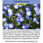 Nomephila menziesii; Baby Blue Eyes
