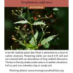 Scrophularia californica; Bee Plant